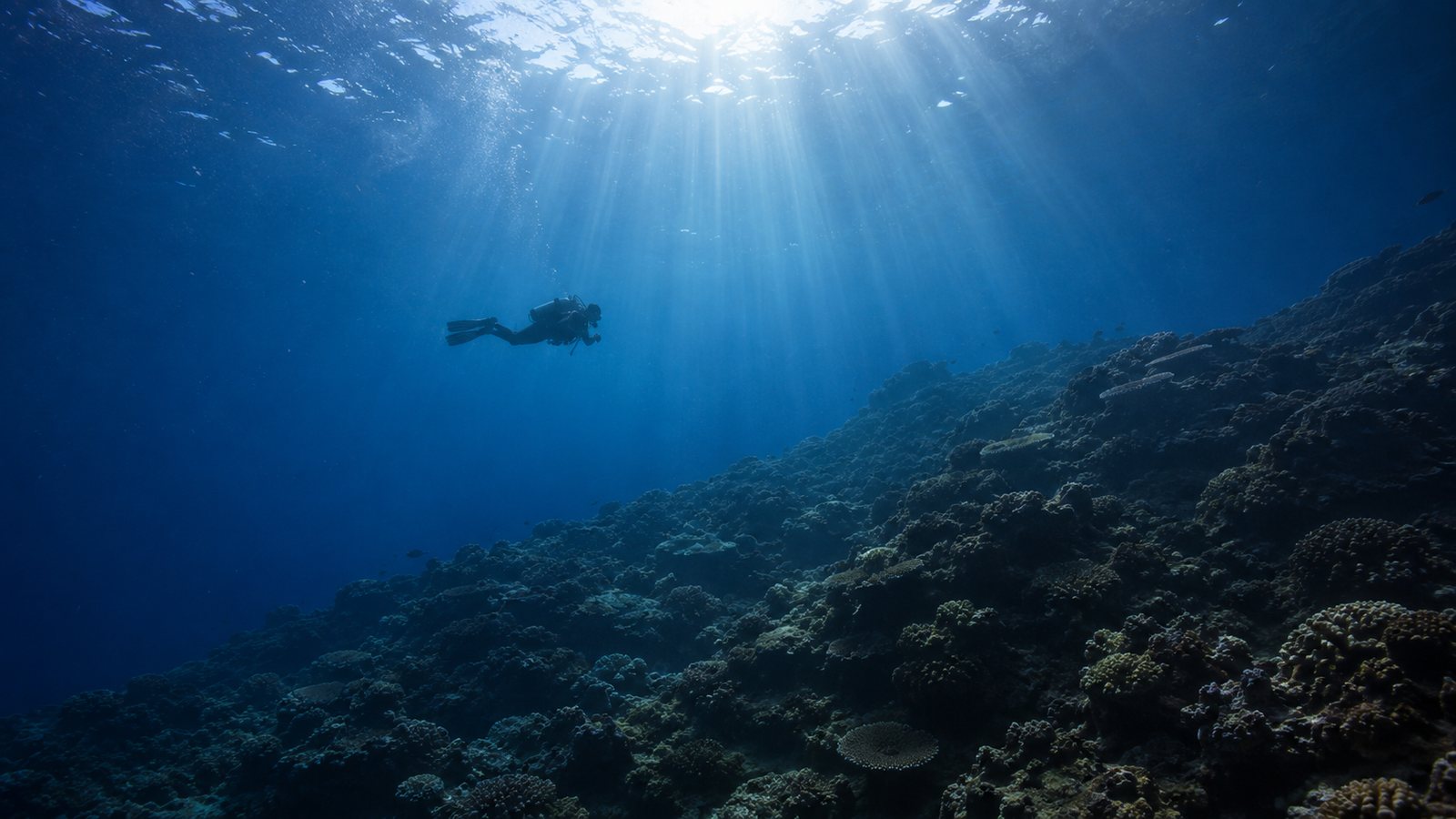 Diver above a coral reef in clear blue water